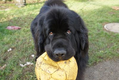 Portrait of black dog on grassy field