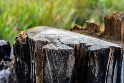 Close-up of wooden log on tree stump in forest
