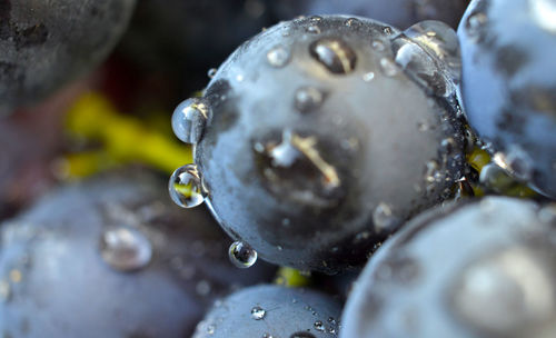 Close-up of wet bubbles