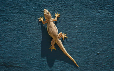 High angle view of lizard on wall
