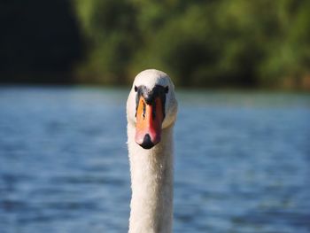 Close-up of swan in lake