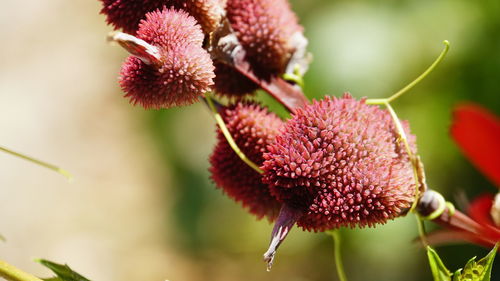 Close-up of pink flowering plant