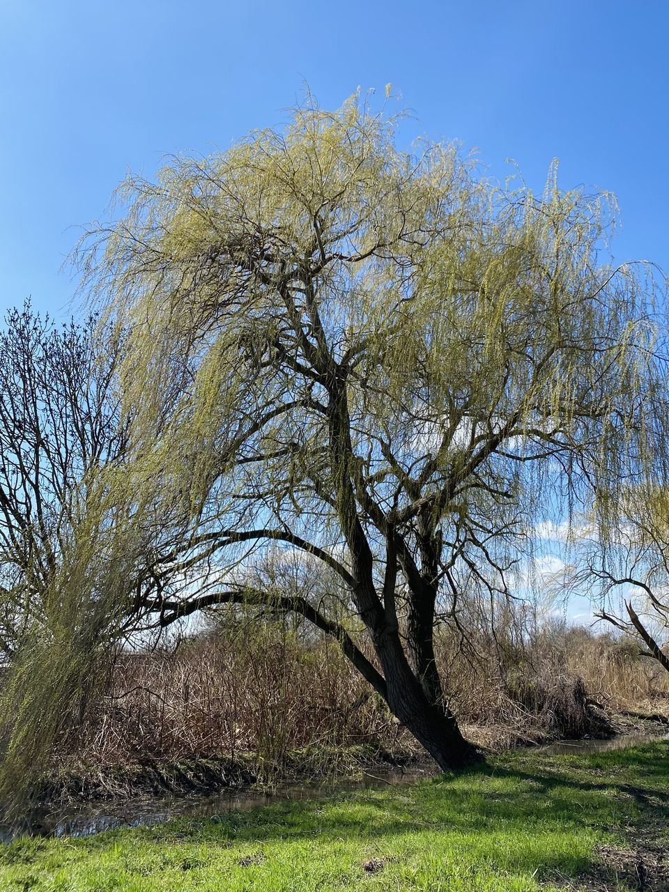 BARE TREE ON FIELD AGAINST SKY