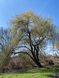 Bare tree on field against clear sky