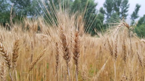 Close-up of wheat growing on field