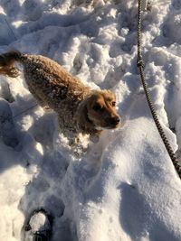 Close-up of dog