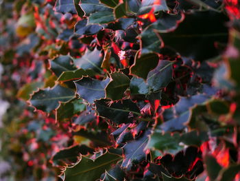 Close-up of red light on green leaves 