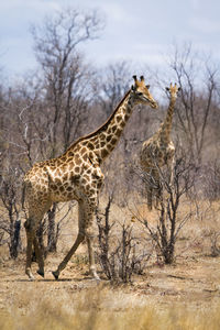 Giraffes and bare trees in national park
