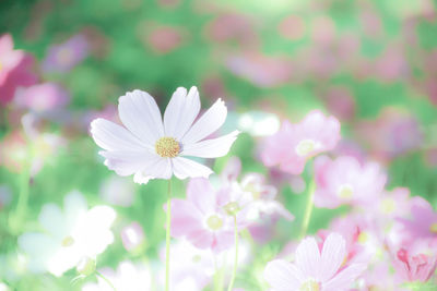 Beautiful pink-purple cosmos in flowers. with a blurred background