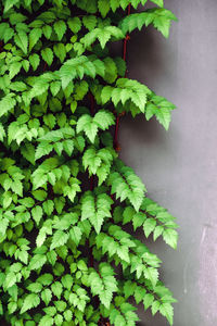 Close-up of ivy growing on wall