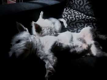 Close-up of a dog resting