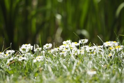 Close-up of white flowering plants on field