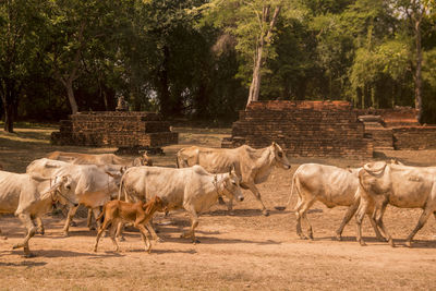 View of cattle walking against trees