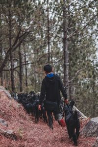 Rear view of man riding horse dog in forest