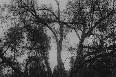 Low angle view of silhouette trees against sky