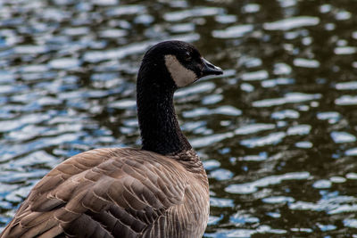 Close-up of a duck in lake