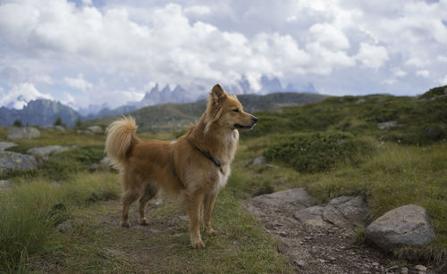 Brown dog standing on rock