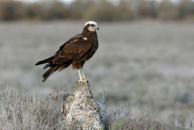 Bird perching on a rock