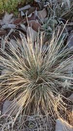 High angle view of succulent plant on field