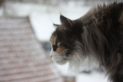 Close-up of a cat looking away