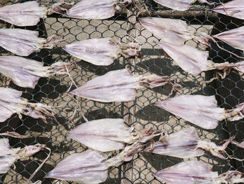 Close-up of dry leaves on metal fence