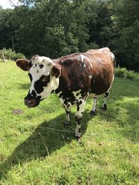 Cows in a field