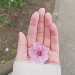 Cropped hand of woman holding pink flower