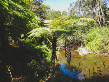 Close-up of tree by water against sky