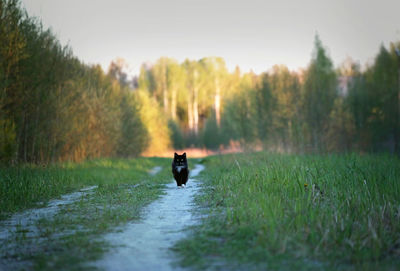 Dog walking on narrow footpath at field