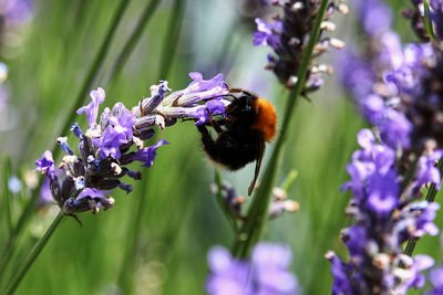 Close-up of bee pollinating on lavender