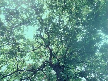 Low angle view of tree