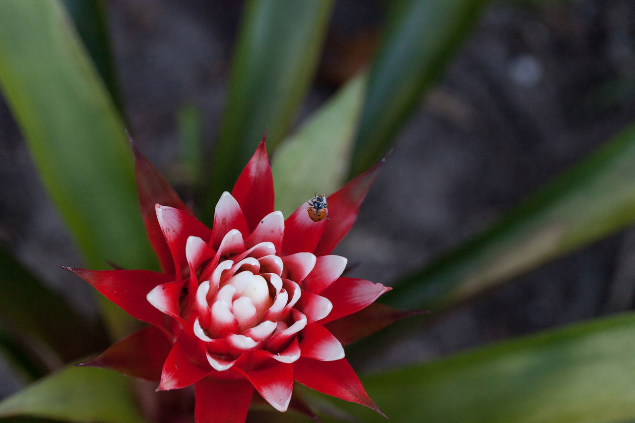 CLOSE-UP OF RED FLOWER ON PLANT