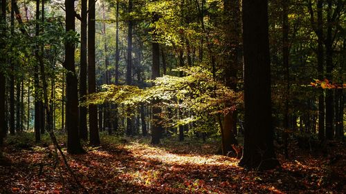 Trees growing in forest during autumn