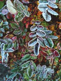 High angle view of frozen plants during winter