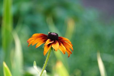 Close-up of orange flower