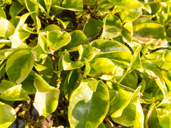 Full frame shot of green plant