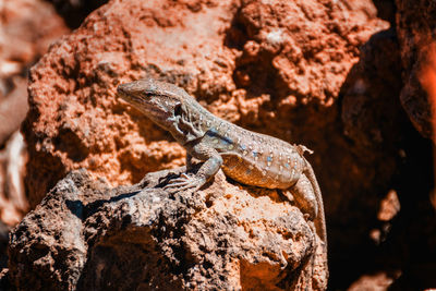 Close-up of lizard on rock