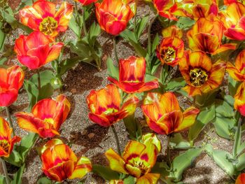 Full frame shot of colorful flowers