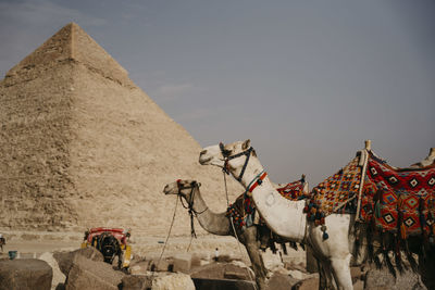 Egypt, cairo, two camels standing in front of great pyramid of giza