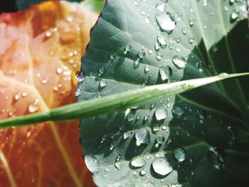 Close-up of raindrops on leaf