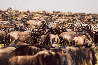 Zebras and wildebeest standing on field