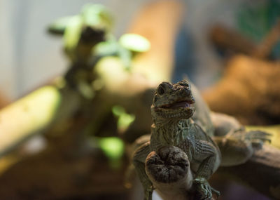 Close-up of lizard