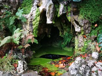 Plants and trees in water