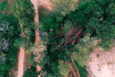 High angle view of trees in forest