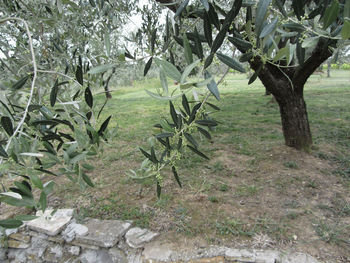 Plants and trees in park