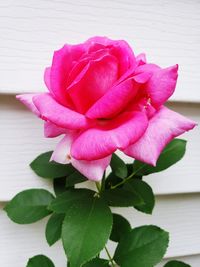 Close-up of pink rose