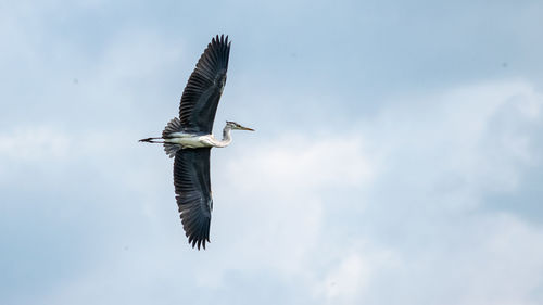 Low angle view of heron flying against sky