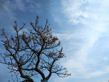 Low angle view of bare tree against blue sky