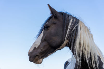 Close-up of horse against clear blue sky