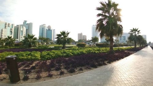 Footpath by palm trees and buildings in city against clear sky